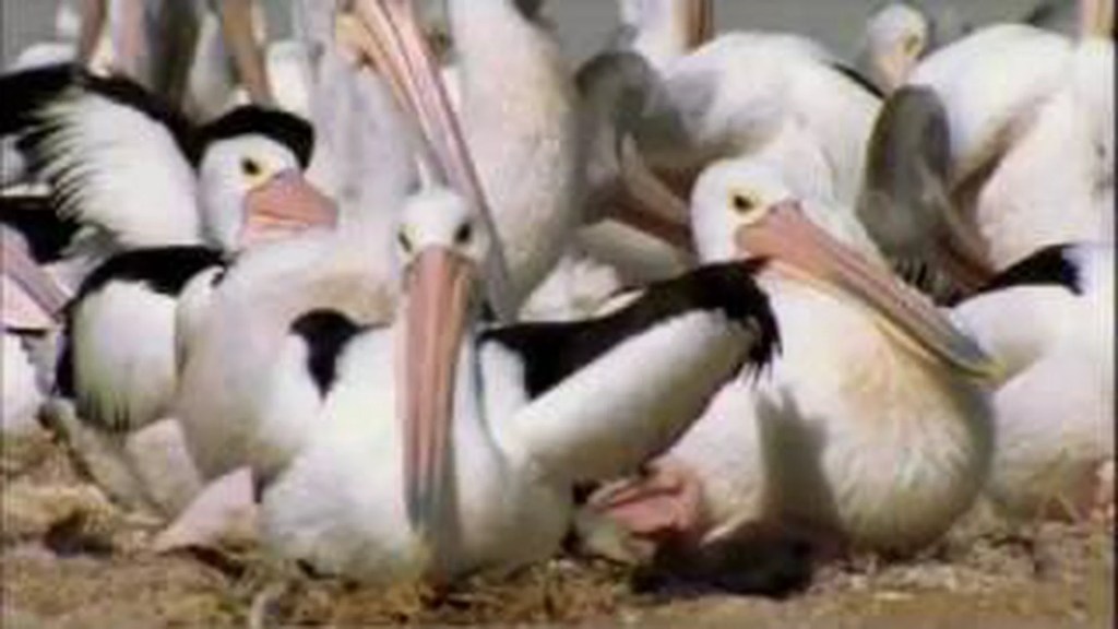 The 11 Best Documentaries About Pelicans The 11 Best Documentaries About Pelicans