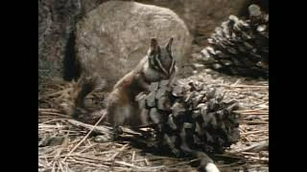 The 8 Best Documentaries And Videos About Chipmunks The 8 Best Documentaries And Videos About Chipmunks