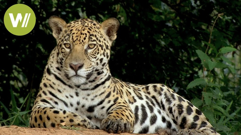 Secret Brazil: Jaguar, the king of the Pantanal Secret Brazil: Jaguar, the king of the Pantanal