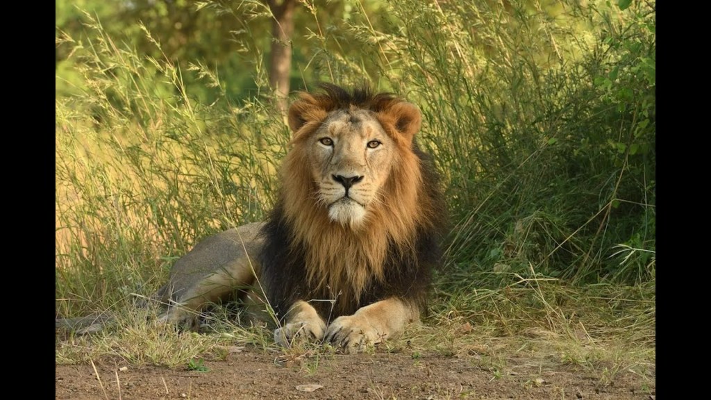 The Last Lions The Last Lions