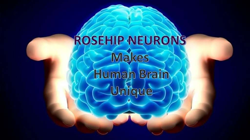 Rosehip Neuron – the Latest Scientific Discovery That Can Help Scientists Understand Consciousness Rosehip Neuron – the Latest Scientific Discovery That Can Help Scientists Understand Consciousness