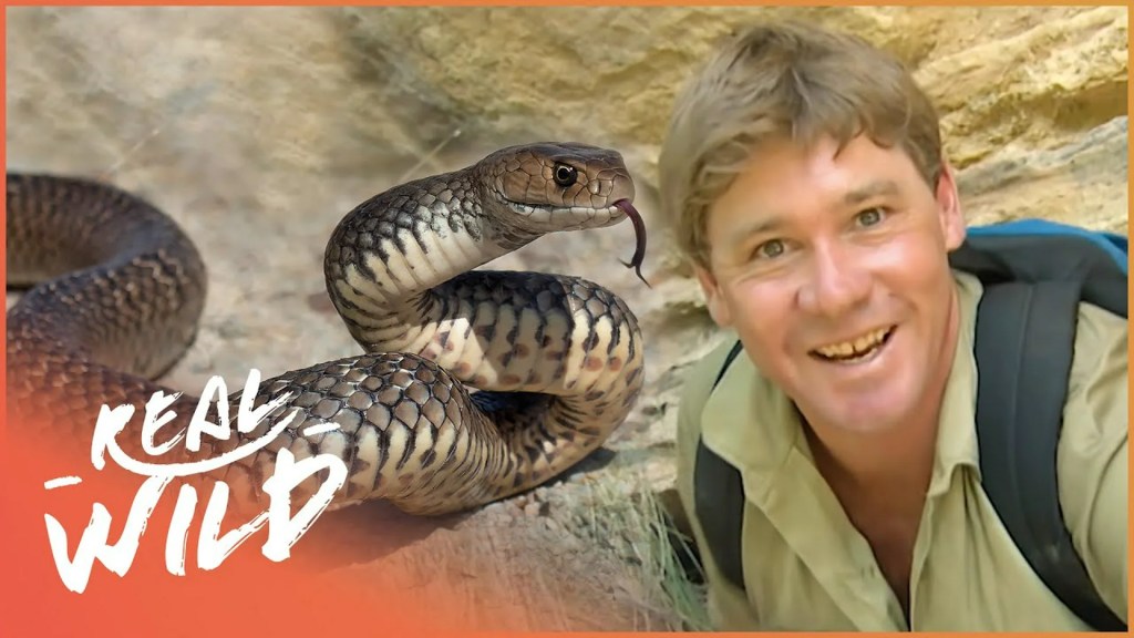 The 10 Best Steve Irwin Documentaries The 10 Best Steve Irwin Documentaries