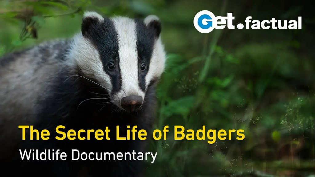 The 5 Best Documentaries About Badgers The 5 Best Documentaries About Badgers