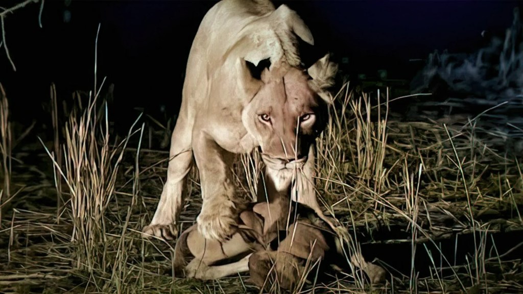 Why Is The Lioness The Real king of The Savannah? | WildLife Documentary | with subtitles Why Is The Lioness The Real king of The Savannah? | WildLife Documentary | with subtitles
