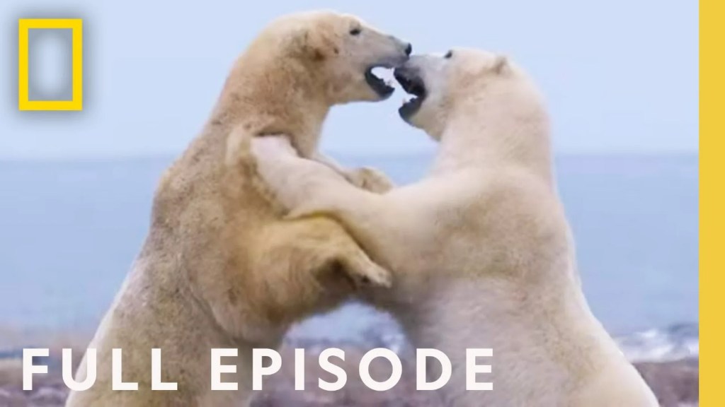 The 12 Best Documentaries About Polar Bears The 12 Best Documentaries About Polar Bears