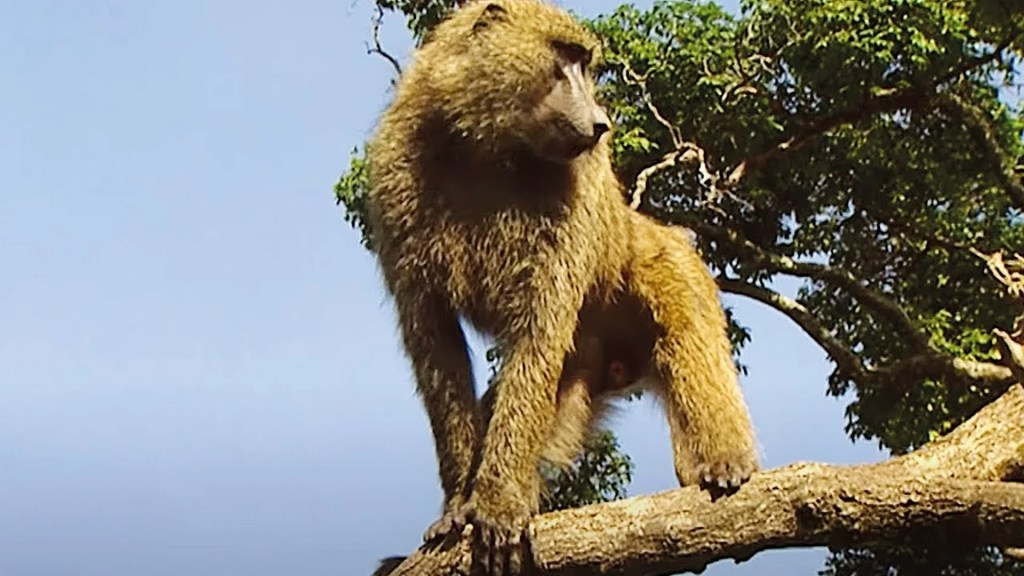 The Extraordinary Life Around a Tree The Extraordinary Life Around a Tree