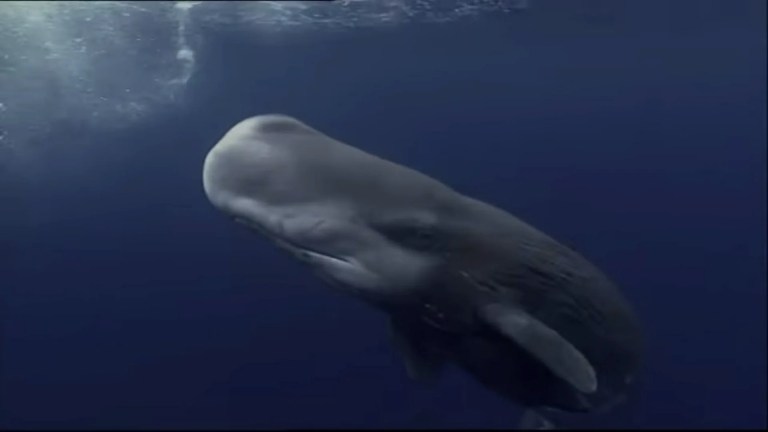 Sperm Whales: Dealing with the Unexpected – Wildlife Documentary Sperm Whales: Dealing with the Unexpected – Wildlife Documentary