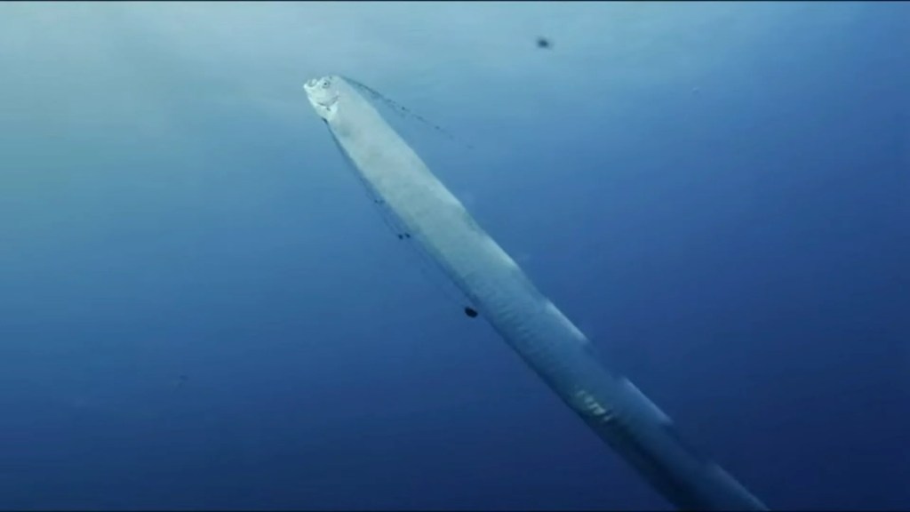 Giant Sea Serpent, Meet the Myth | 4K Documentary Giant Sea Serpent, Meet the Myth | 4K Documentary