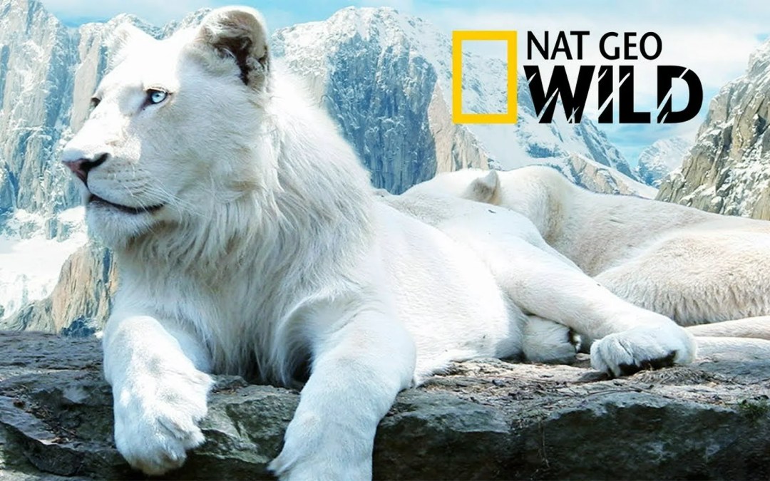 Los mejores documentales sobre leones