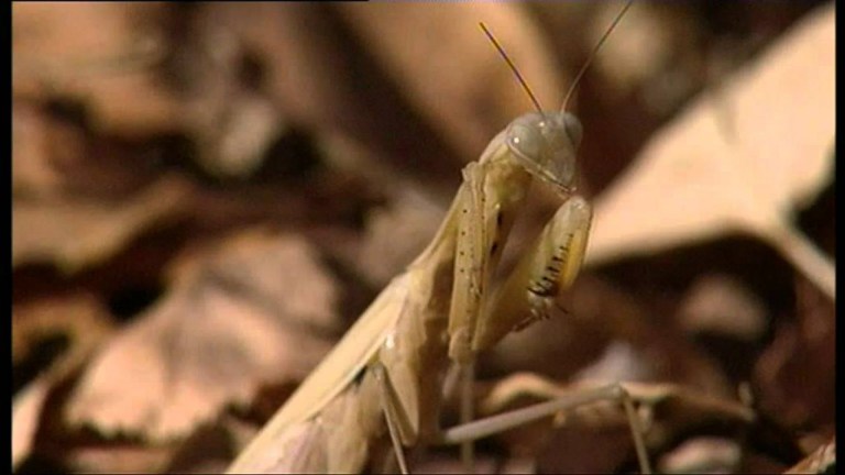 Alien Insect: Praying Mantis Alien Insect: Praying Mantis