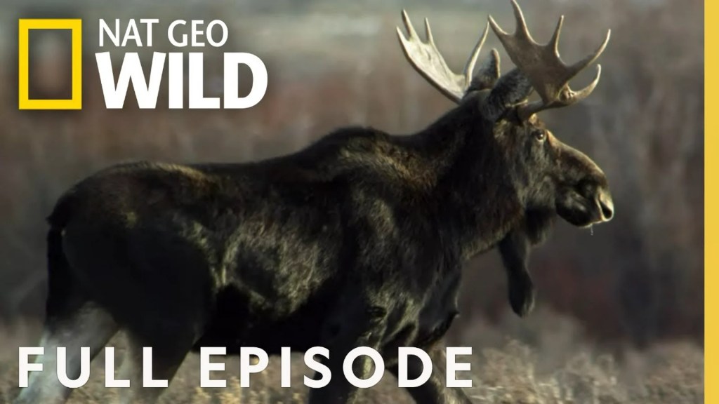 The 10 Best Documentaries About Moose The 10 Best Documentaries About Moose