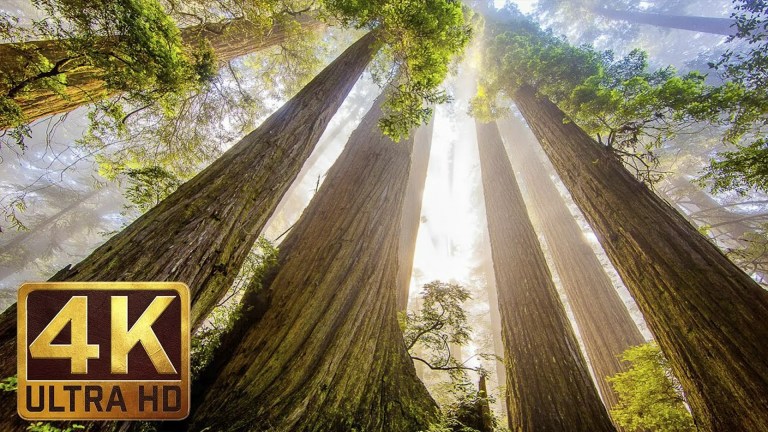 The Tallest Trees on Earth – Redwood National and State Parks The Tallest Trees on Earth – Redwood National and State Parks