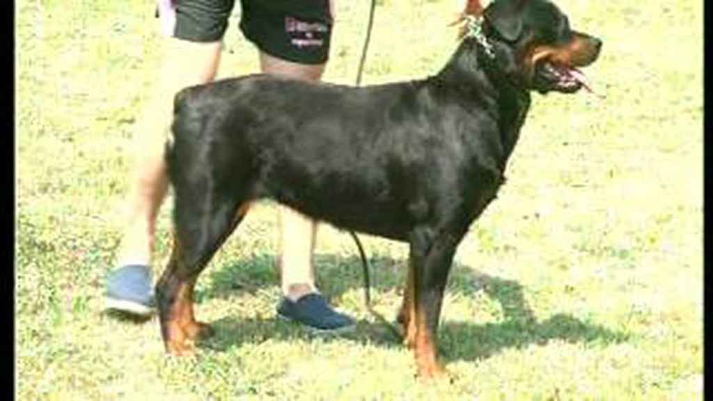 The Rottweiler – Pet Dog Documentary English The Rottweiler – Pet Dog Documentary English