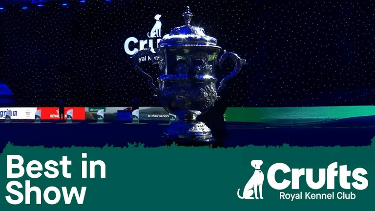 How to watch Crufts 2026 for *FREE* — Live Streams, Schedule & Preview How to watch Crufts 2026 for *FREE* — Live Streams, Schedule & Preview
