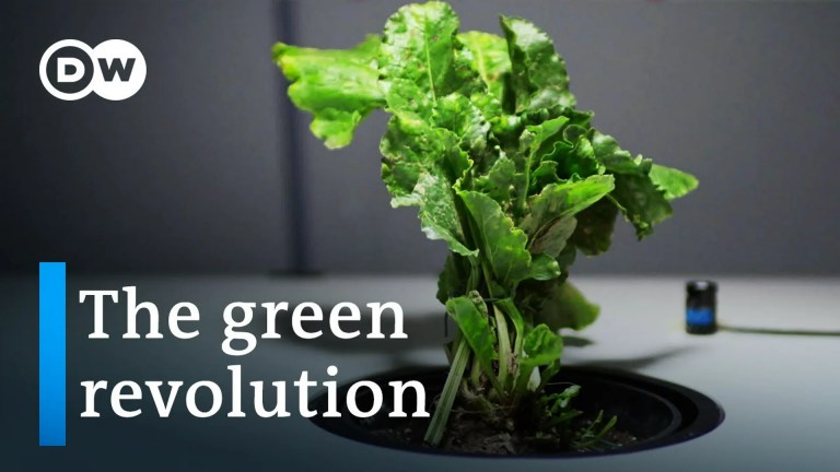 Biofuel instead of coal and oil – How promising are these renewable resources? Biofuel instead of coal and oil – How promising are these renewable resources?