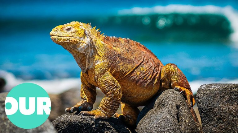 The Bizarre Wildlife of the Galapagos Islands The Bizarre Wildlife of the Galapagos Islands