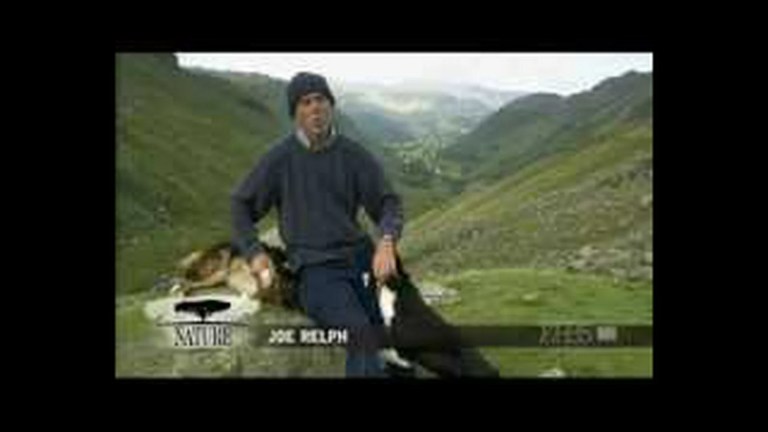 Dogs that changed the World – Border Collie Dogs that changed the World – Border Collie