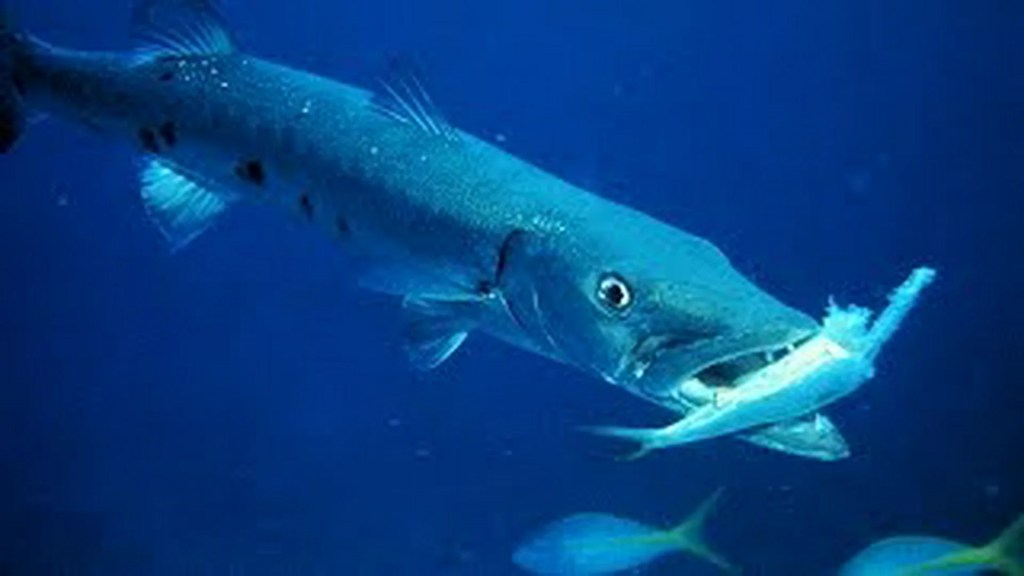 The 3 Best Documentaries About Barracudas The 3 Best Documentaries About Barracudas