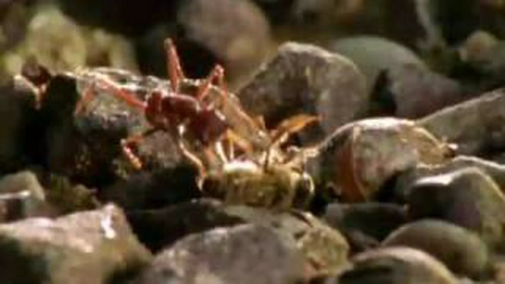 Animal Weapons – Chemical Warfare Animal Weapons – Chemical Warfare