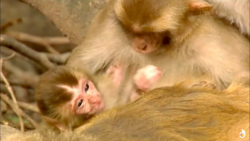 Animals Like Us – Animal Adoption Animals Like Us – Animal Adoption