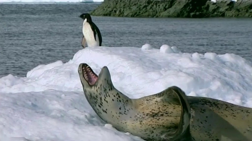 The Leopard Seal’s Share – Wildlife Documentary The Leopard Seal’s Share – Wildlife Documentary