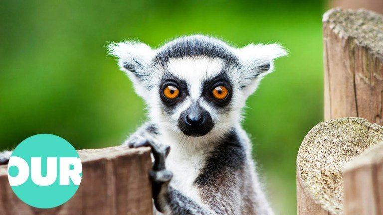 The Wild Adventures of Lemur Families in the Wild The Wild Adventures of Lemur Families in the Wild