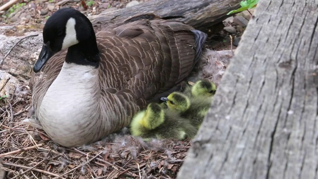 The 11 Best Documentaries About Geese The 11 Best Documentaries About Geese