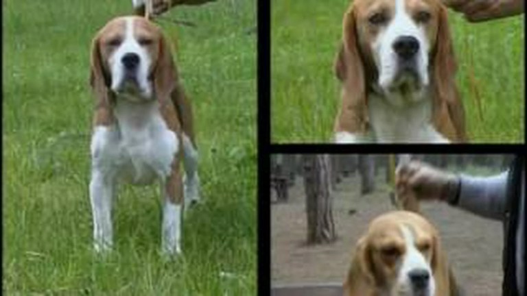 Beagle – Pet Dog Documentary English Beagle – Pet Dog Documentary English