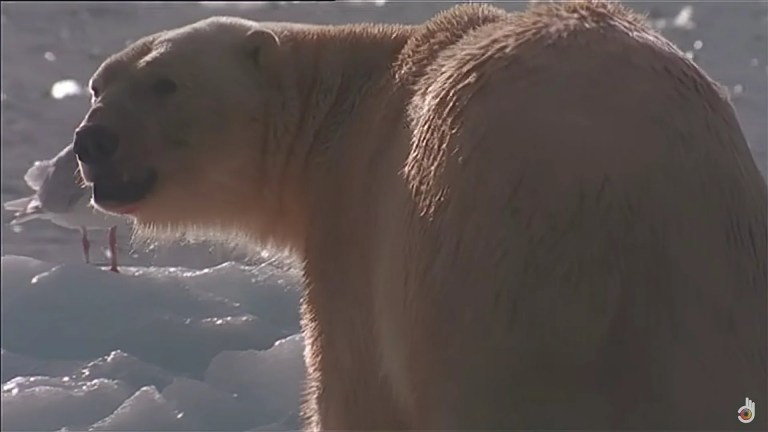 Be a Predator: Polar Bear vs. Leopard Seals Be a Predator: Polar Bear vs. Leopard Seals