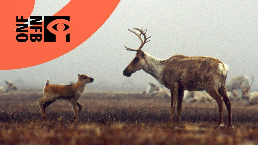 Being Caribou Being Caribou