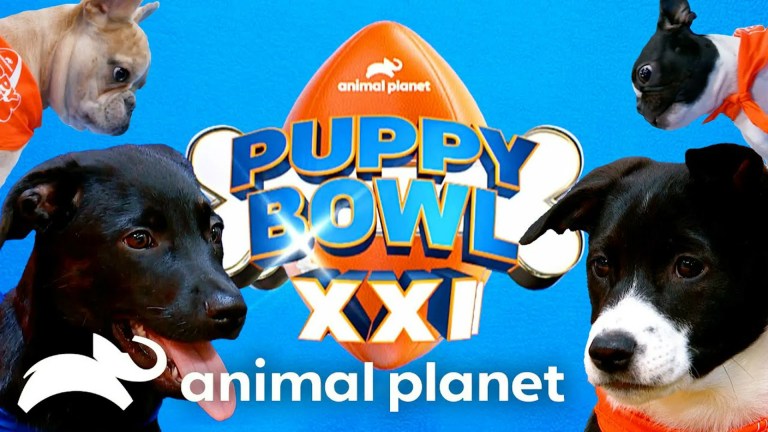 How to Watch Puppy Bowl XXI (2025) Online: Replay, Streaming and International Options How to Watch Puppy Bowl XXI (2025) Online: Replay, Streaming and International Options