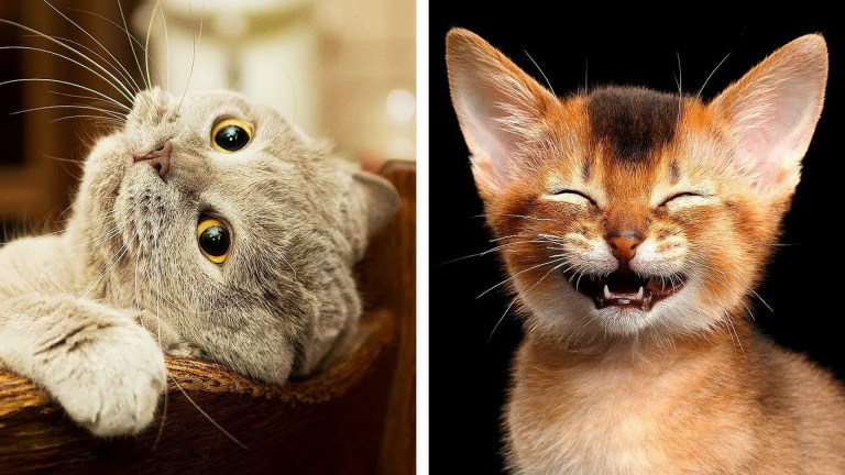 10 Most Dangerous Cat Breeds That Are Still Awww 10 Most Dangerous Cat Breeds That Are Still Awww