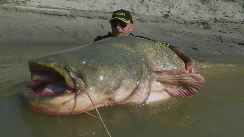 World record catfish World record catfish