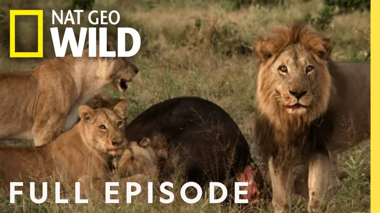 National Geographic – Lion National Geographic – Lion