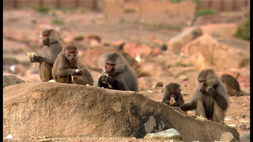Animals Like Us : Animal Adoption – Wildlife Documentary Animals Like Us : Animal Adoption – Wildlife Documentary
