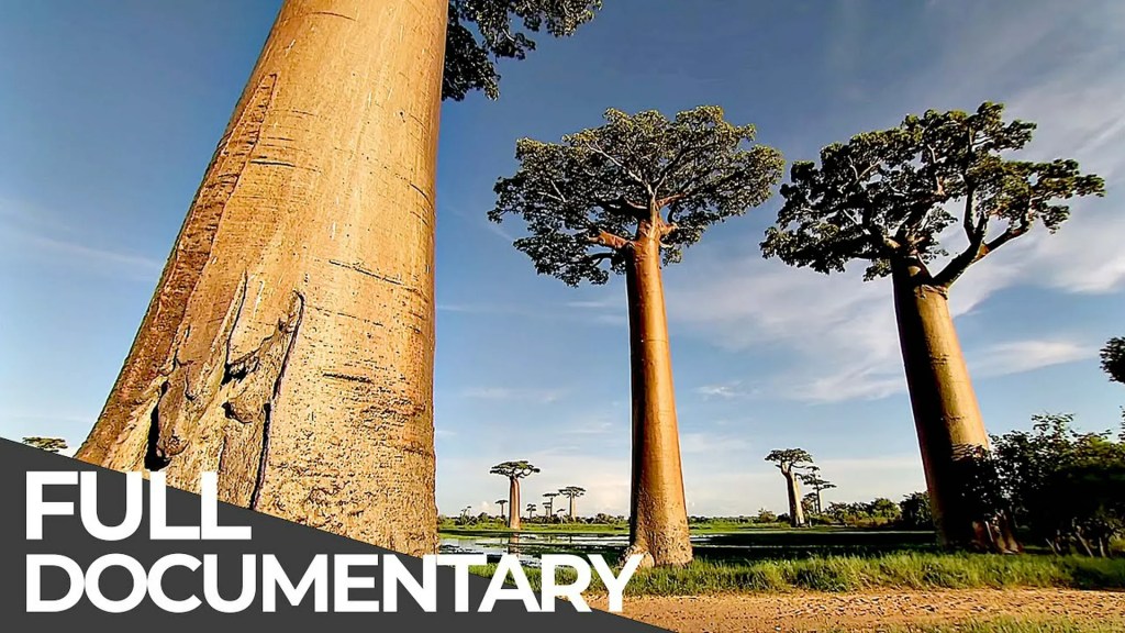 Amazing Quest: Stories from Madagascar | Somewhere on Earth: Madagascar | Amazing Quest: Stories from Madagascar | Somewhere on Earth: Madagascar |