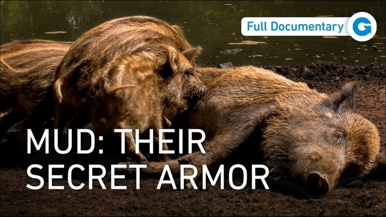 Beyond the Black Forest – Wild Germany Beyond the Black Forest – Wild Germany