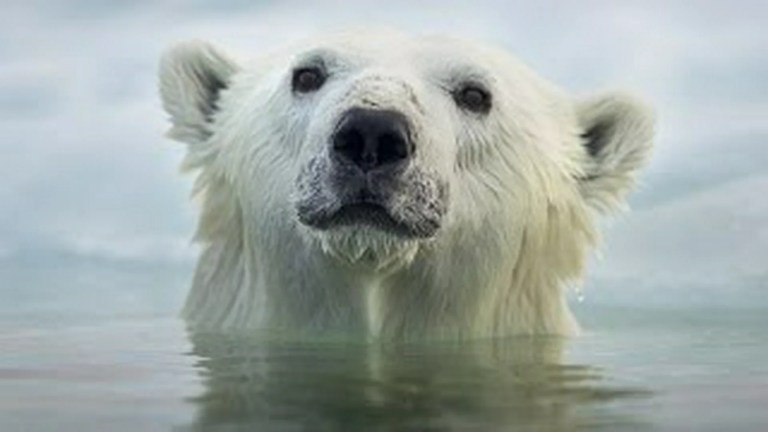 Face To Face With The Polar Bear (Wildlife Documentary) Face To Face With The Polar Bear (Wildlife Documentary)