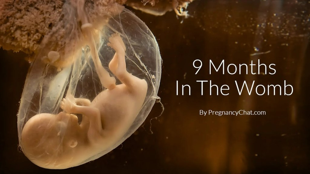 9 Months In The Womb: A Remarkable Look At Fetal Development 9 Months In The Womb: A Remarkable Look At Fetal Development