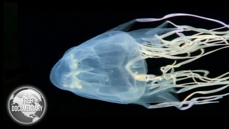 OX Jellyfish – The Most Dangerous Sea Creature OX Jellyfish – The Most Dangerous Sea Creature
