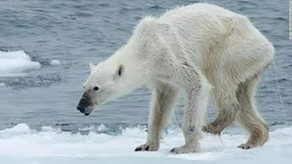 Polar Bear Dying From Global Warming Polar Bear Dying From Global Warming