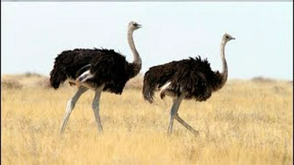 The 10 Best Documentaries About Ostriches The 10 Best Documentaries About Ostriches
