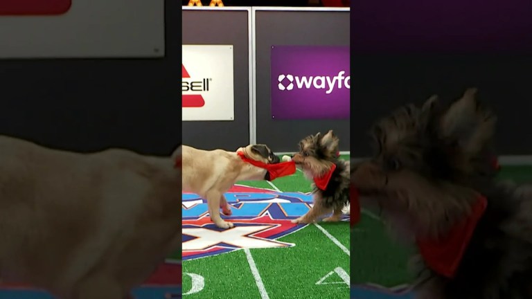 Where Can You Watch Puppy Bowl 2025? TV Channels and Replay Options Where Can You Watch Puppy Bowl 2025? TV Channels and Replay Options