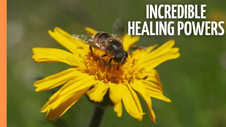 The 5 Best Documentaries About Herbs The 5 Best Documentaries About Herbs