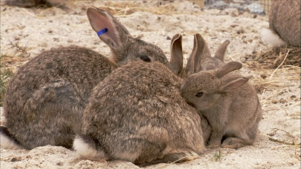 The 9 Best Documentaries About Rabbits The 9 Best Documentaries About Rabbits