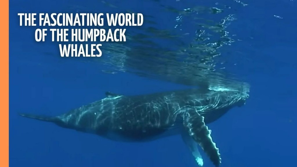 The 7 Best Documentaries About Humpback Whales The 7 Best Documentaries About Humpback Whales