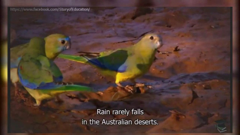 The 12 Best Documentaries About Parrots The 12 Best Documentaries About Parrots