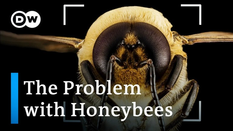 Bee extinction: Why we’re saving the wrong bees Bee extinction: Why we’re saving the wrong bees