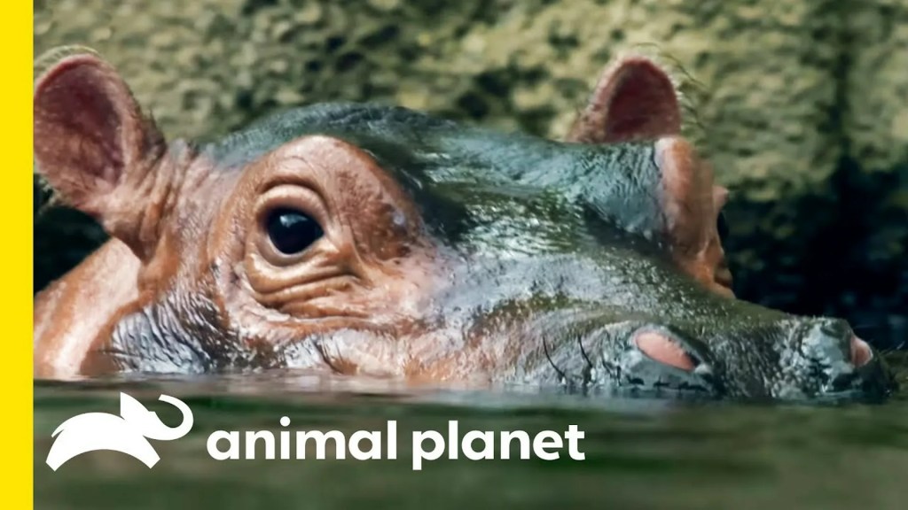 How Animals Do That How Animals Do That