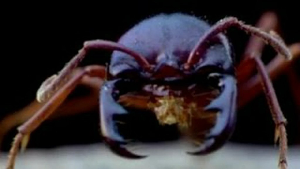 Lord of the Ants Lord of the Ants
